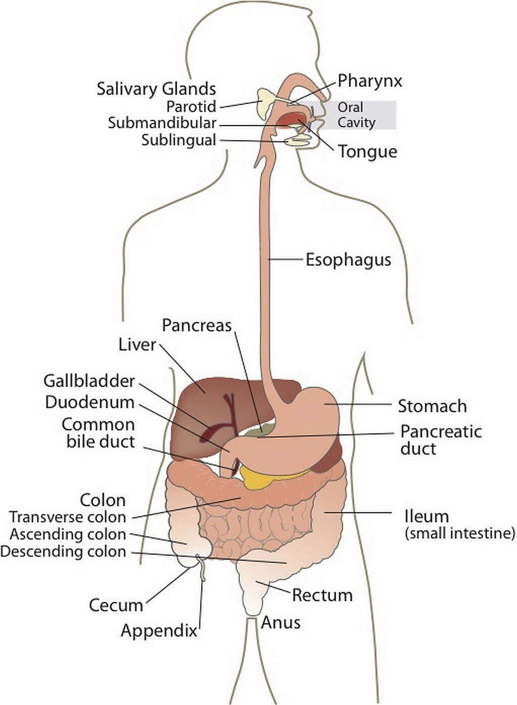 Human Digestive System Drawing At Getdrawings