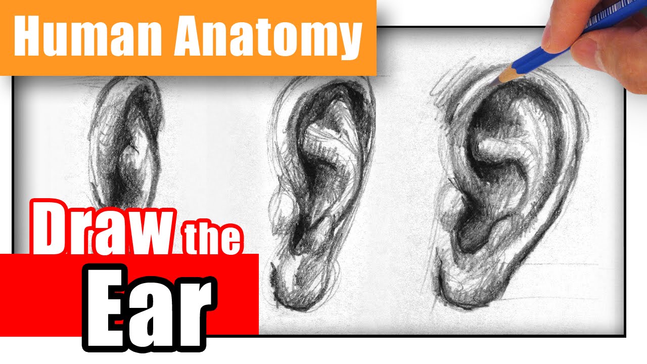 Human Ears Drawing at GetDrawings | Free download