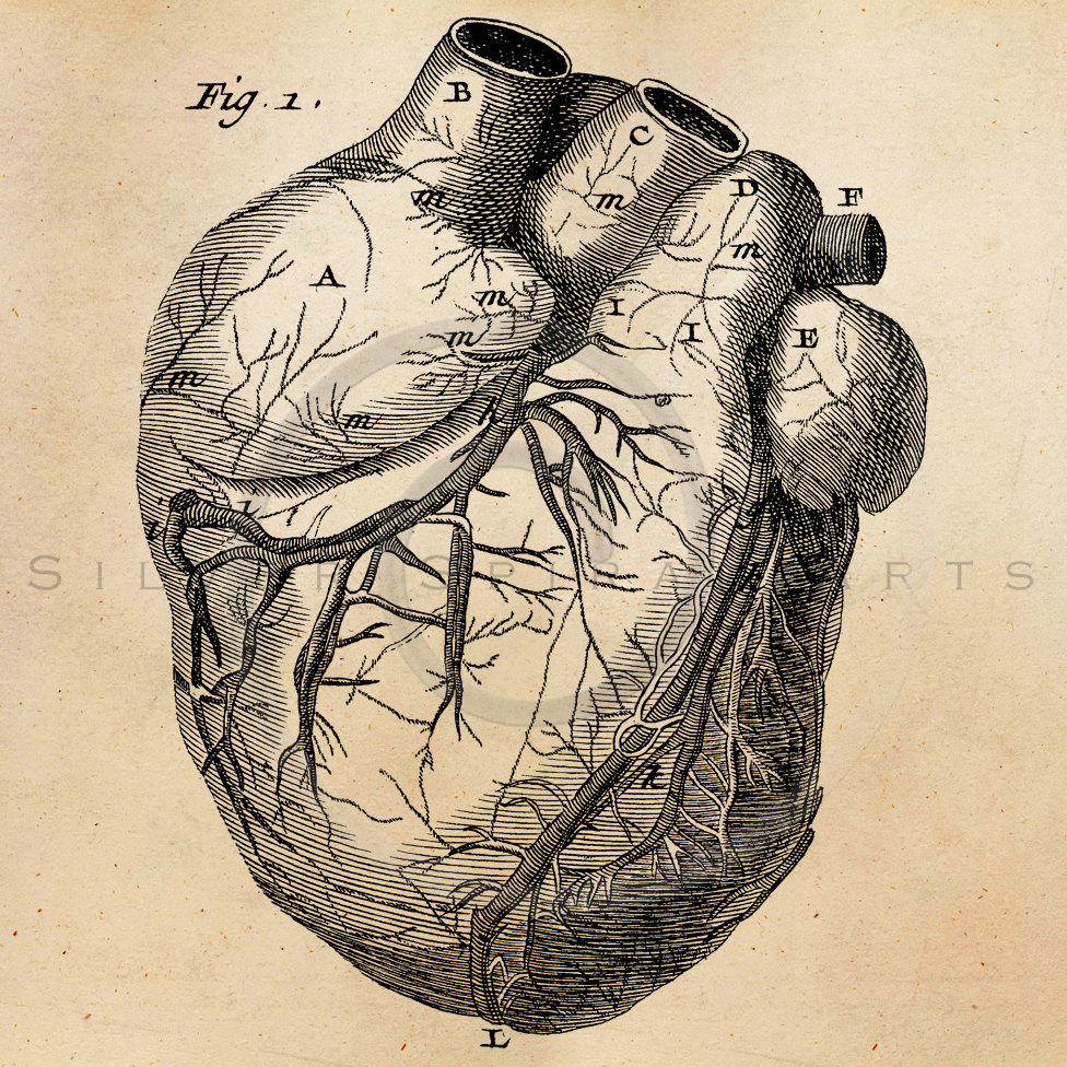 Human Heart Anatomy Drawing at GetDrawings | Free download