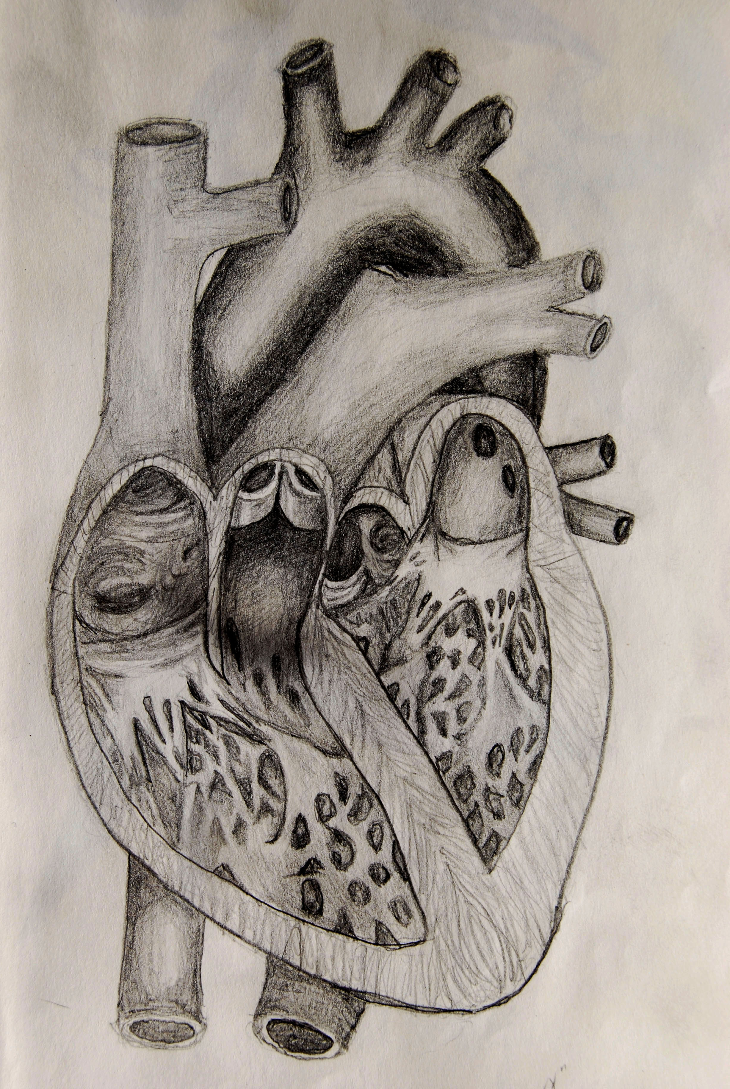 sketch diagram of human heart