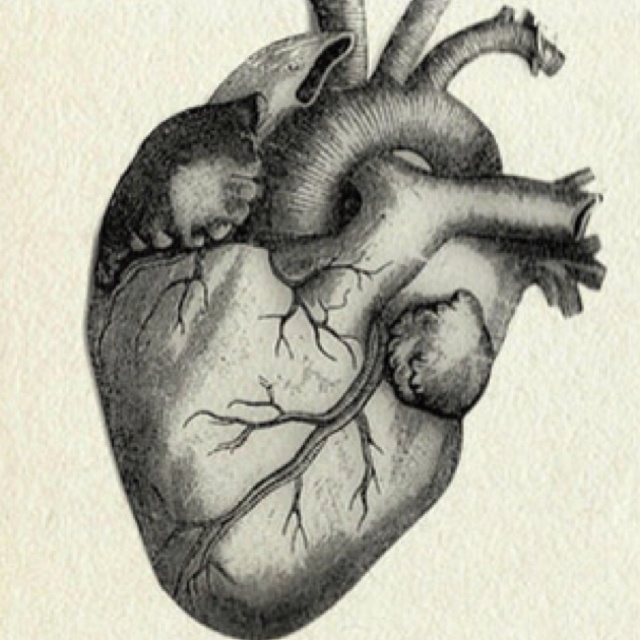 Human Heart Pencil Drawing at GetDrawings | Free download