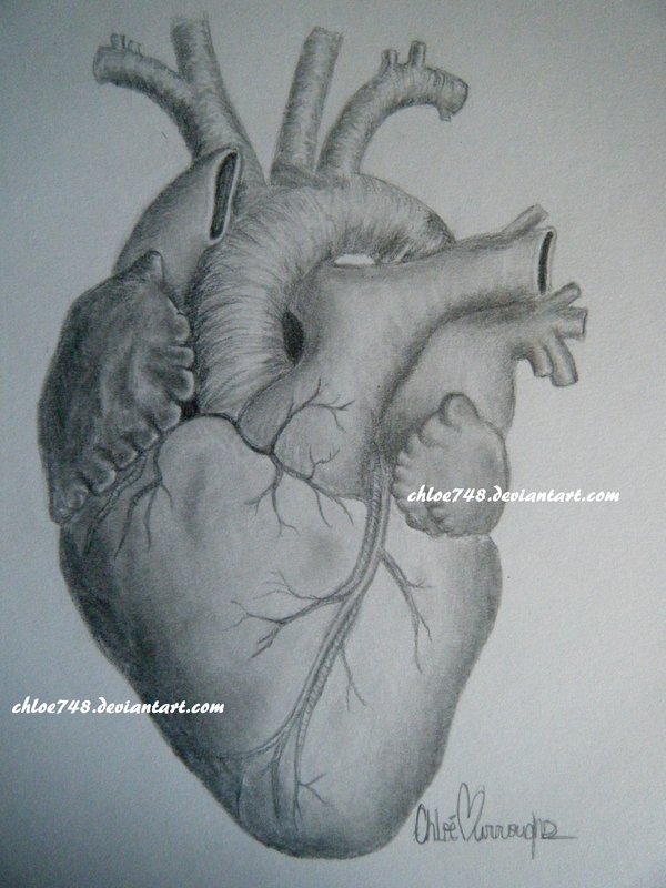 Human Heart Pencil Drawing at GetDrawings Free download
