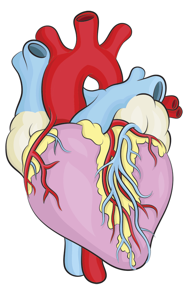 human heart step by step drawing