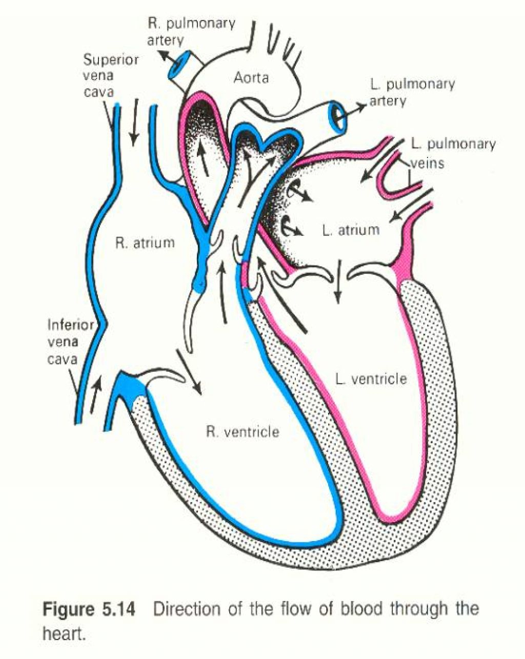 Step 5 – Label the diagram – add labels for the left and right atrium, left and right ventricles, pulmonary artery and vein, and aorta.