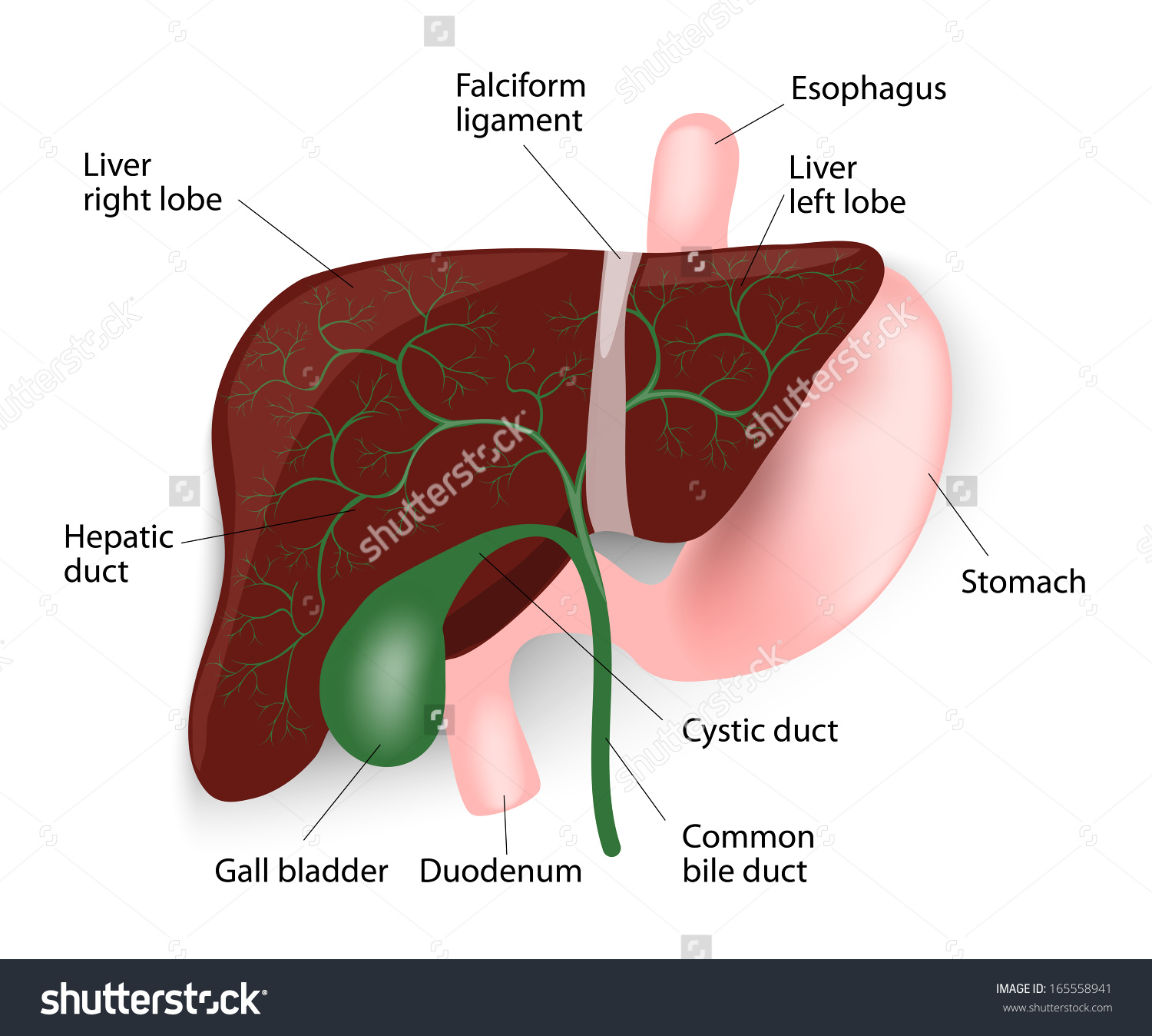 3D Diagram Of The Liver