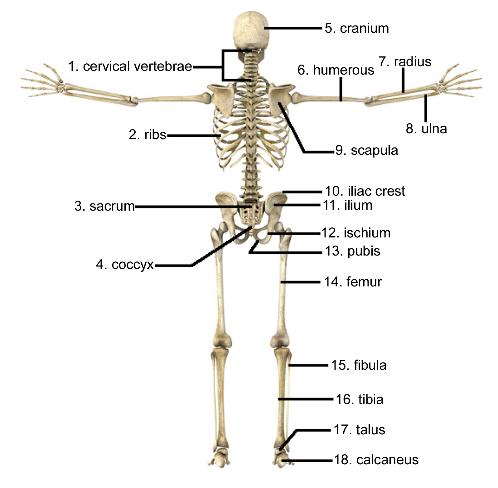 Human Skeletal System Drawing at GetDrawings | Free download
