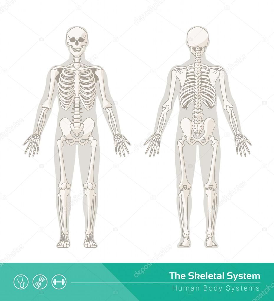 human skeletal system drawing