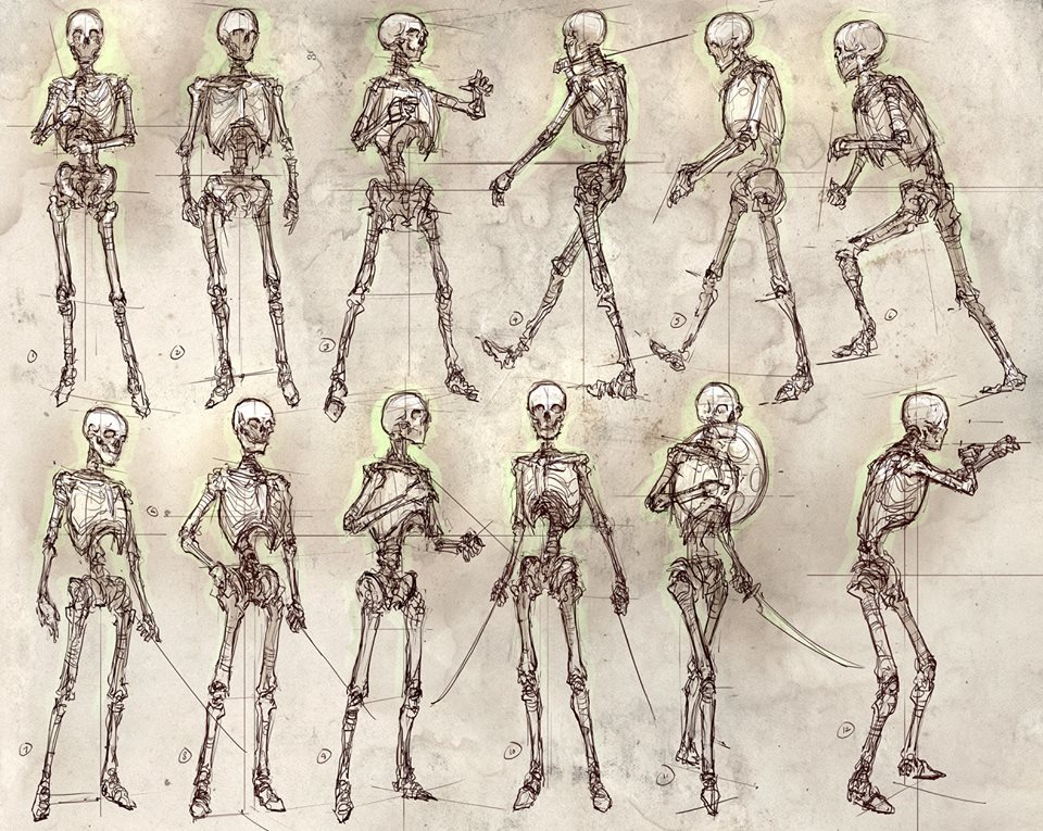 the human skeleton drawing