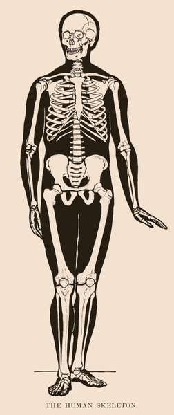 drawing of human skeleton