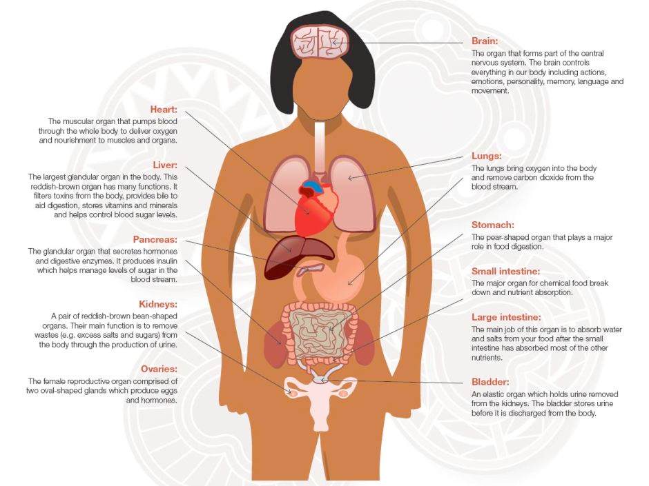 Humbody Organs Drawing At GetDrawings Free Download