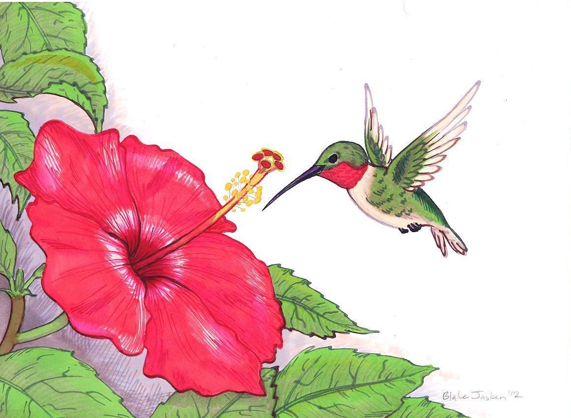 Hummingbird And Flower Drawing at GetDrawings Free download