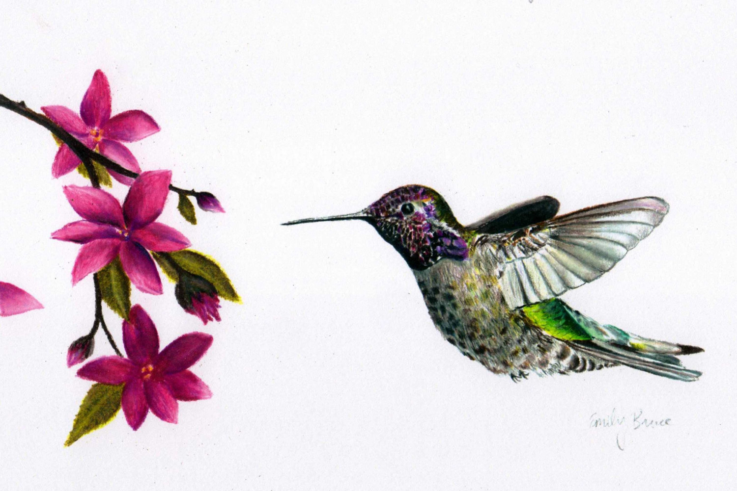 Hummingbird Pencil Drawing at GetDrawings Free download