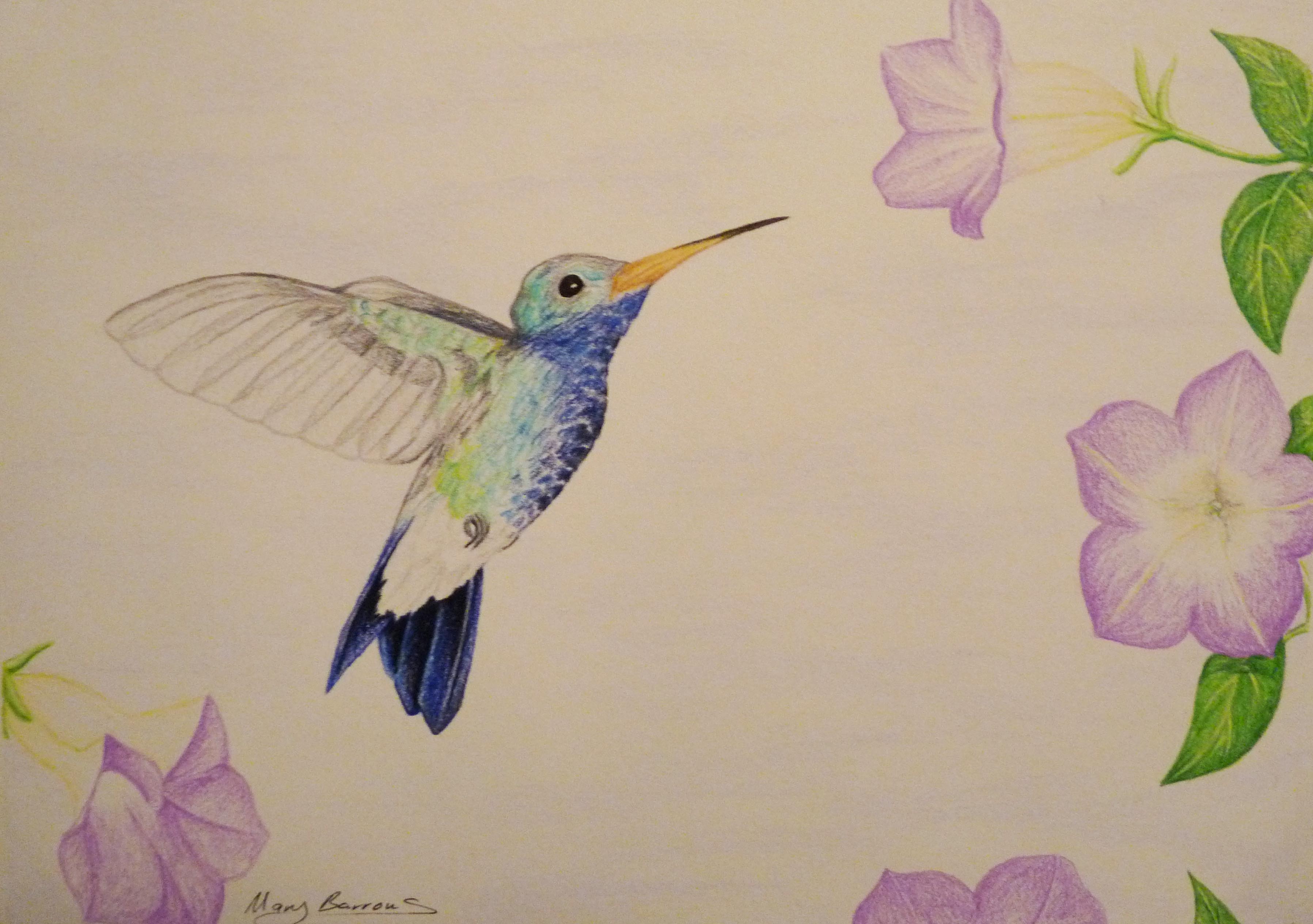 Hummingbird Pencil Drawing at GetDrawings Free download
