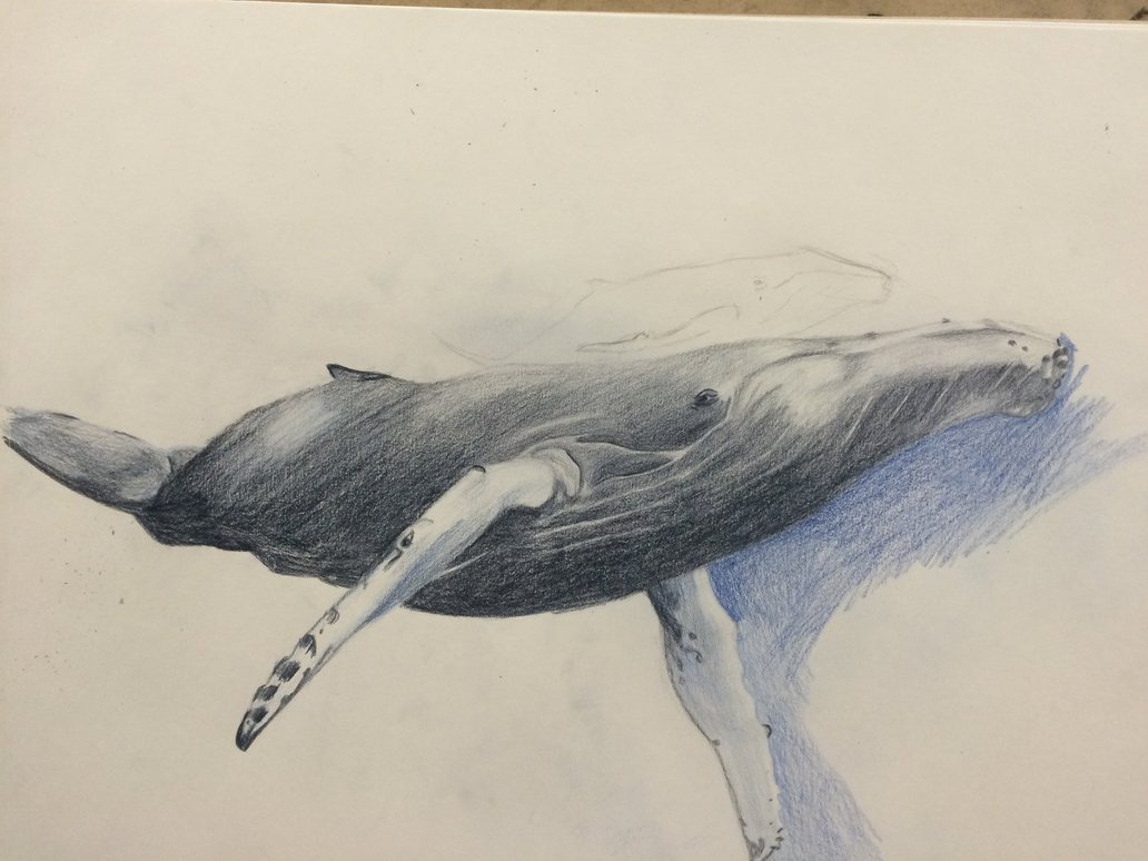Humpback Whale Drawing at GetDrawings Free download
