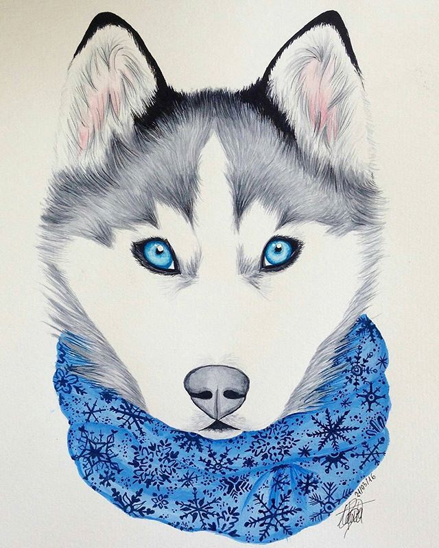  How To Draw A Husky Sketch with Realistic