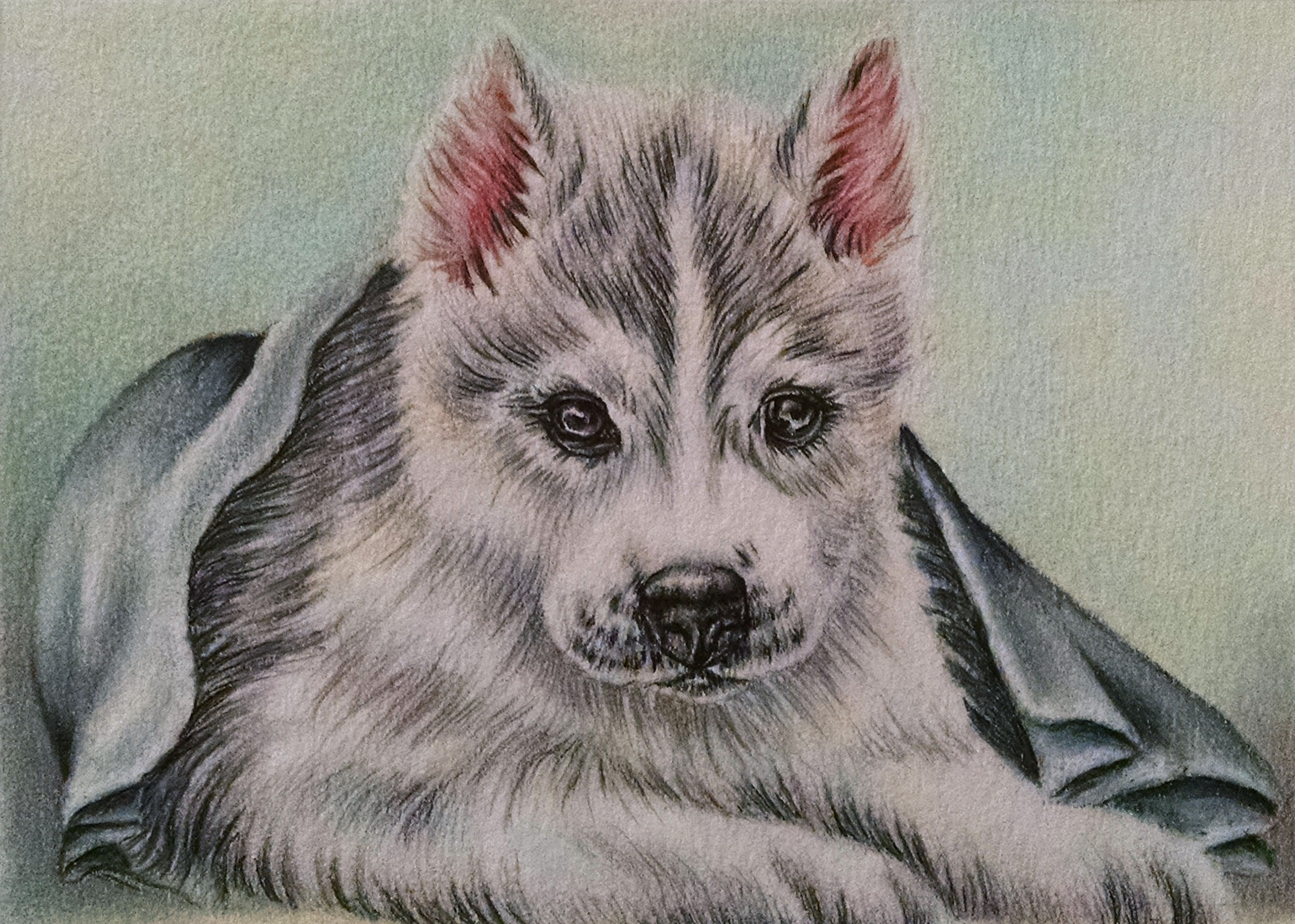 Husky Puppies Drawing at GetDrawings Free download