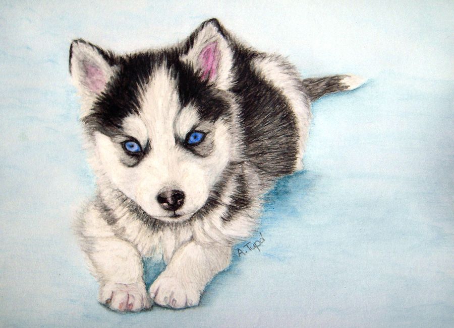 Husky Puppy Drawing at GetDrawings Free download
