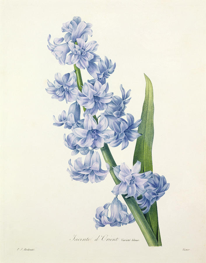 Hyacinth Drawing at GetDrawings Free download