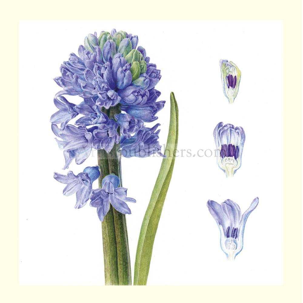 Hyacinth Drawing at GetDrawings | Free download