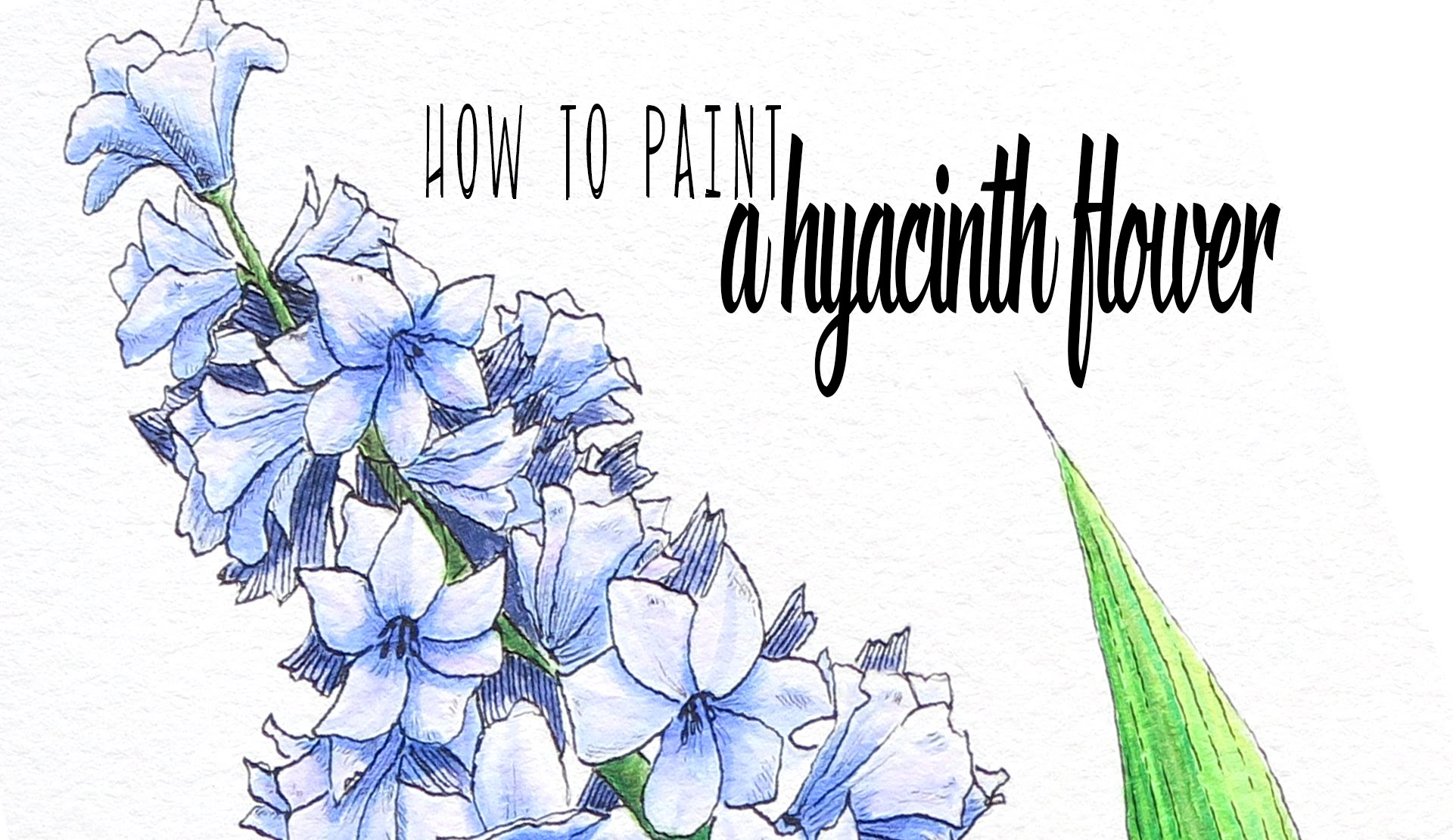 Hyacinth Drawing at GetDrawings | Free download