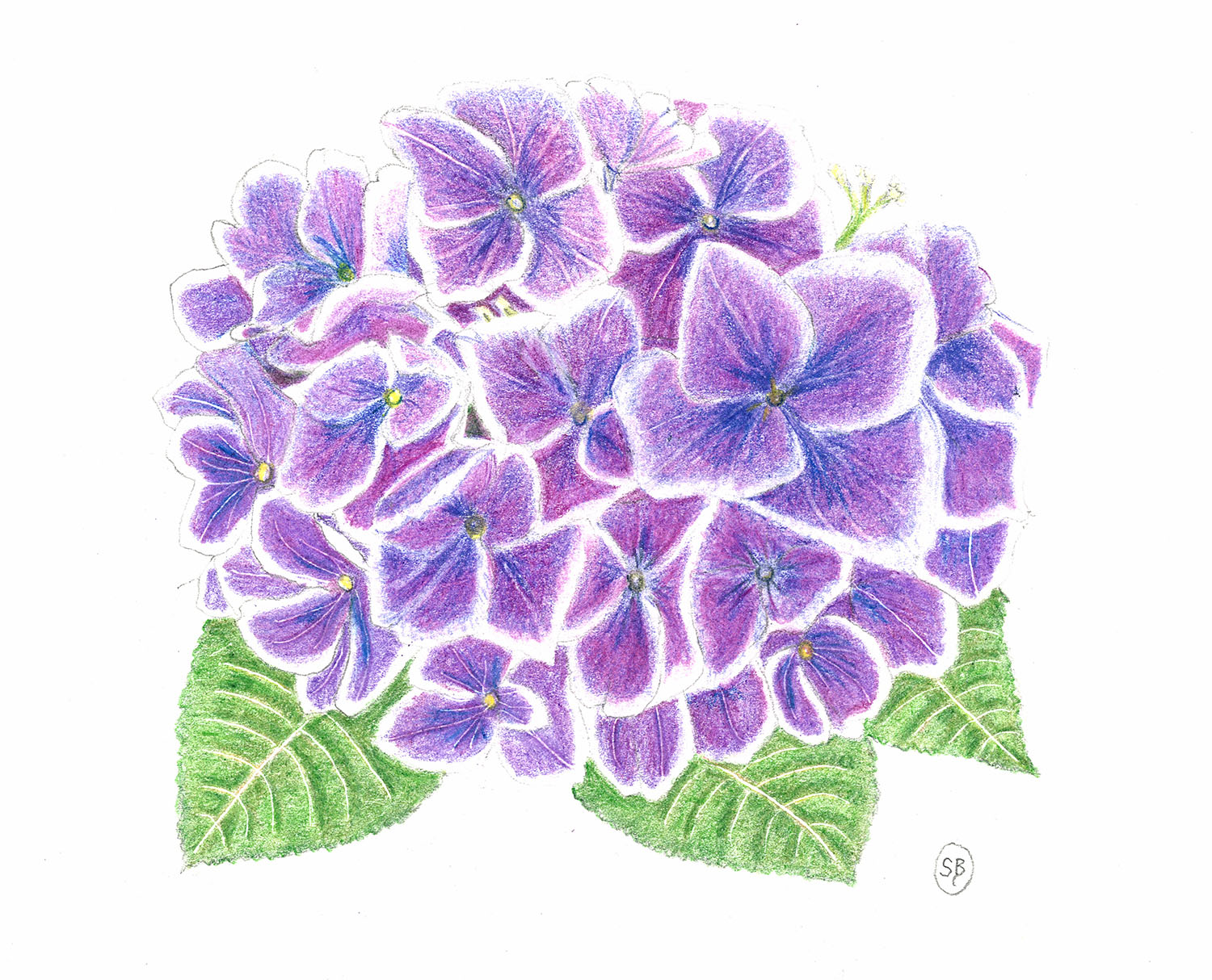 Hydrangea Drawing at GetDrawings Free download