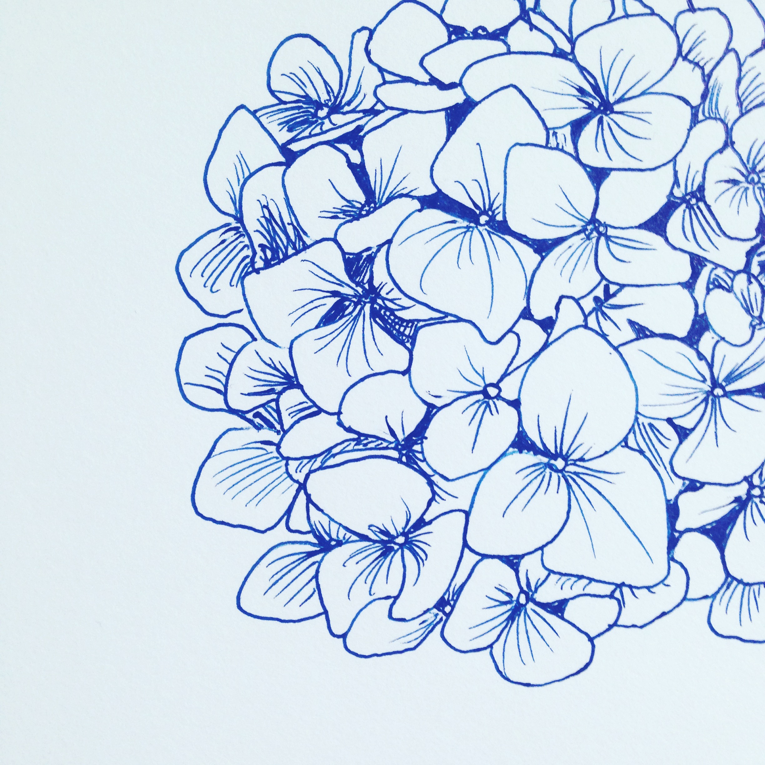Great How To Draw A Hydrangea of all time Don t miss out 