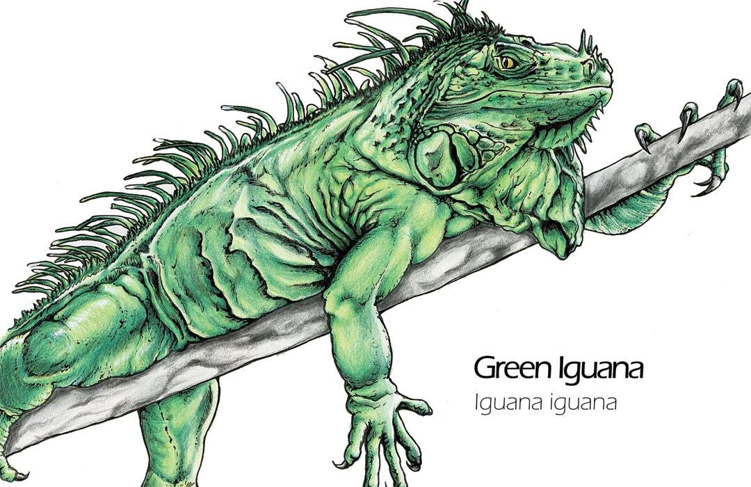 Iguana Drawing at GetDrawings | Free download