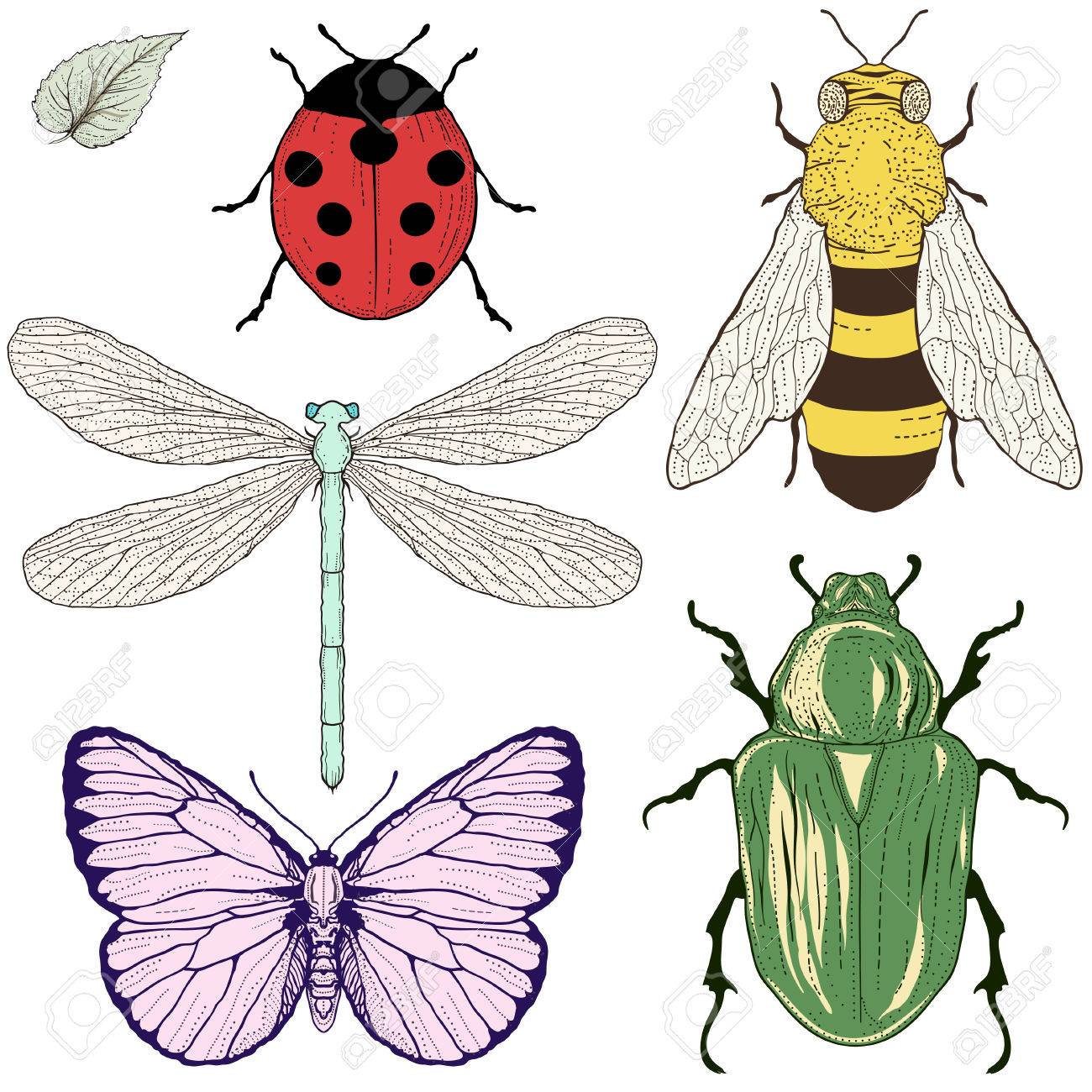Insects Drawing at GetDrawings Free download