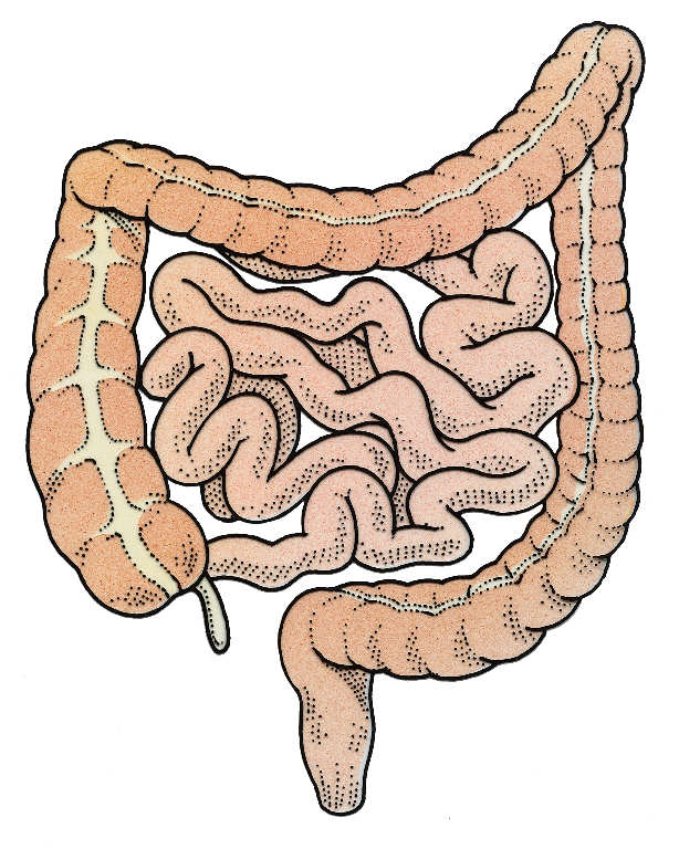 Top How To Draw The Small Intestine of all time Learn more here 