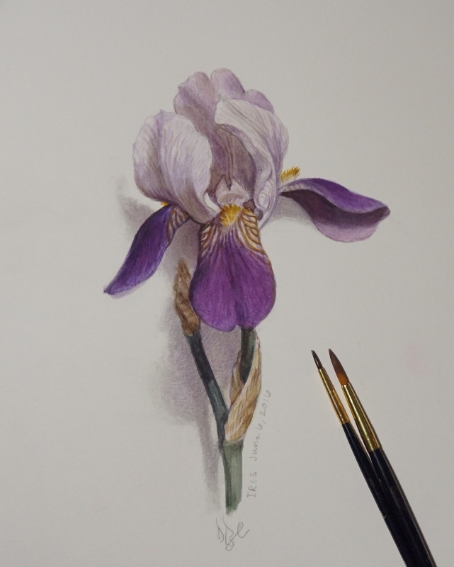 Iris Drawing at GetDrawings Free download