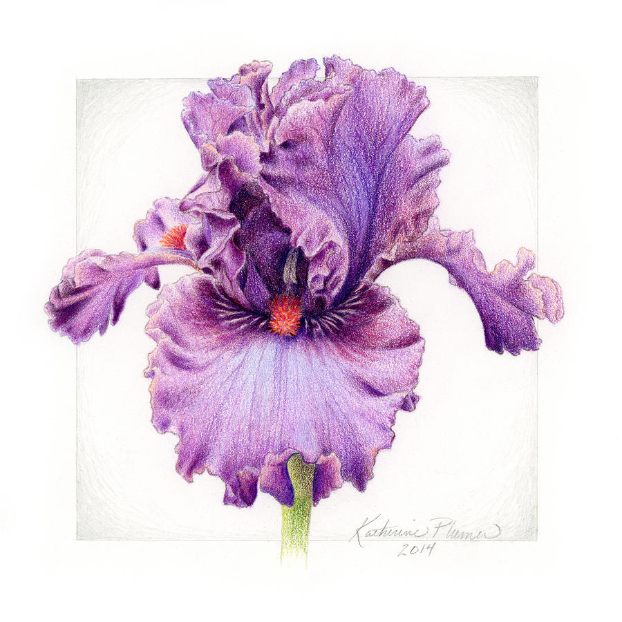 Iris Drawing at GetDrawings Free download