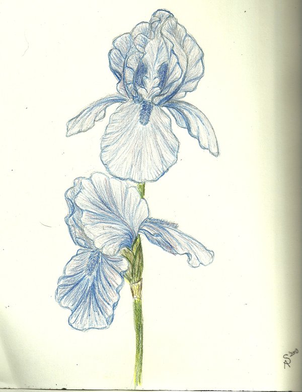 Iris Flower Drawing at GetDrawings Free download