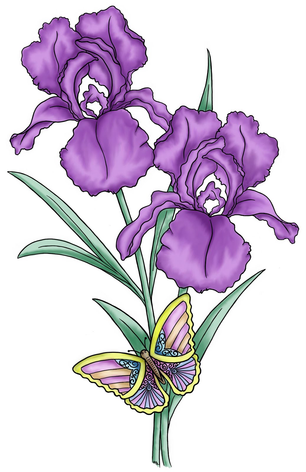 Iris Flower Drawing at GetDrawings | Free download