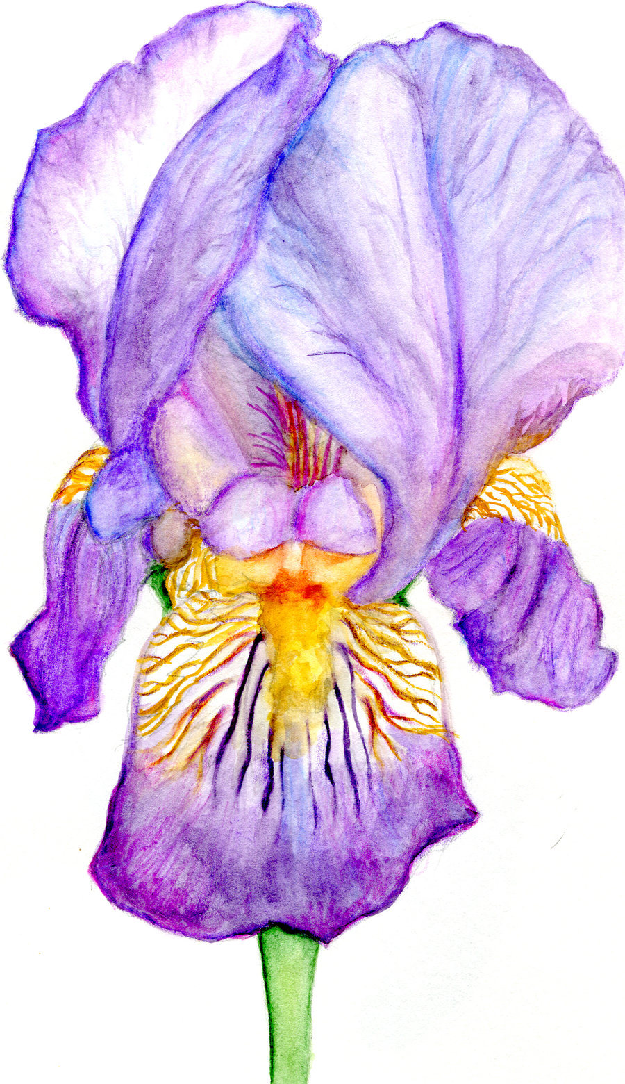 Irises Drawing at GetDrawings Free download