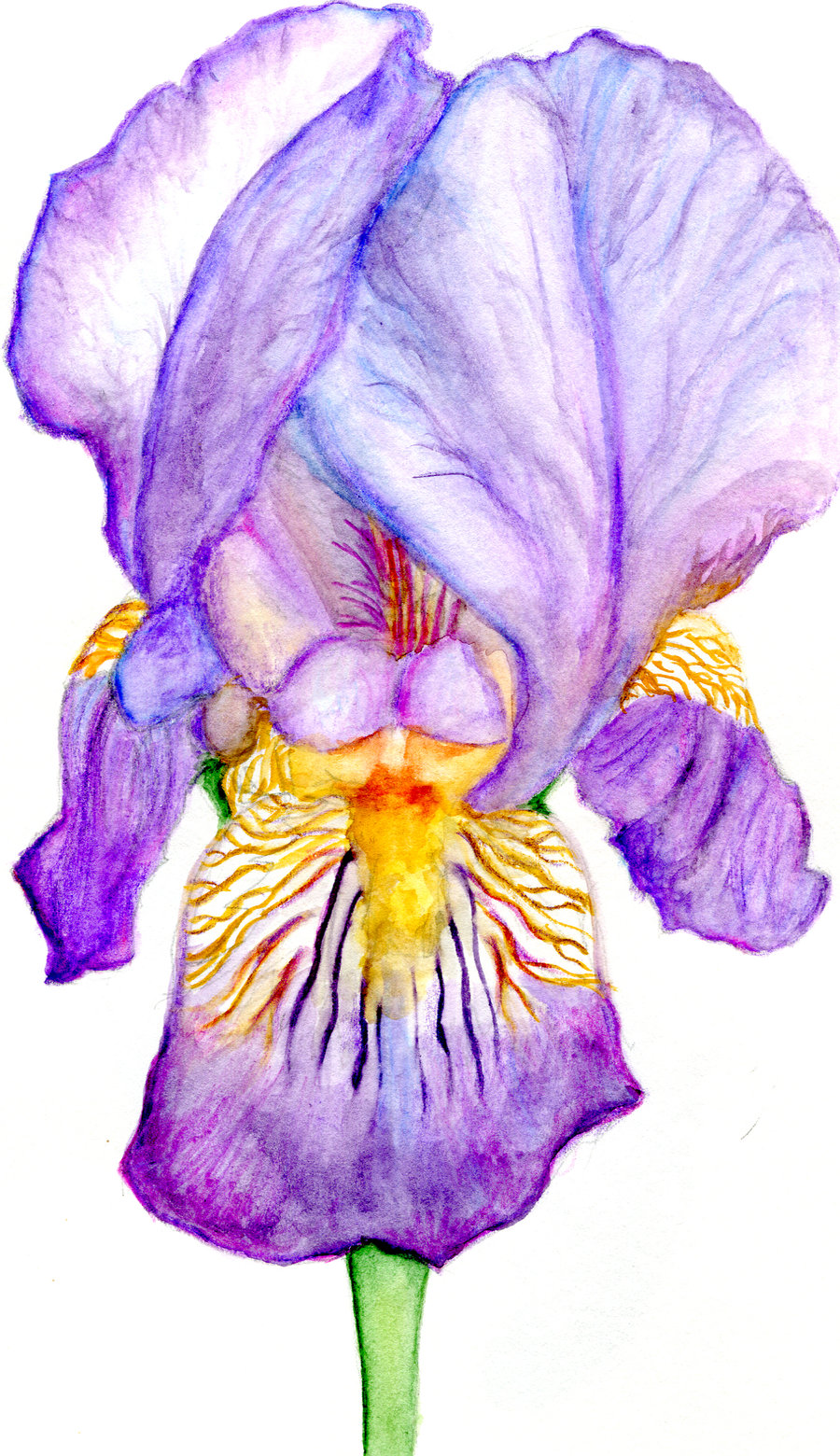 Irises Drawing At GetDrawings Free Download