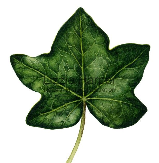 Ivy Leaf Drawing at GetDrawings Free download