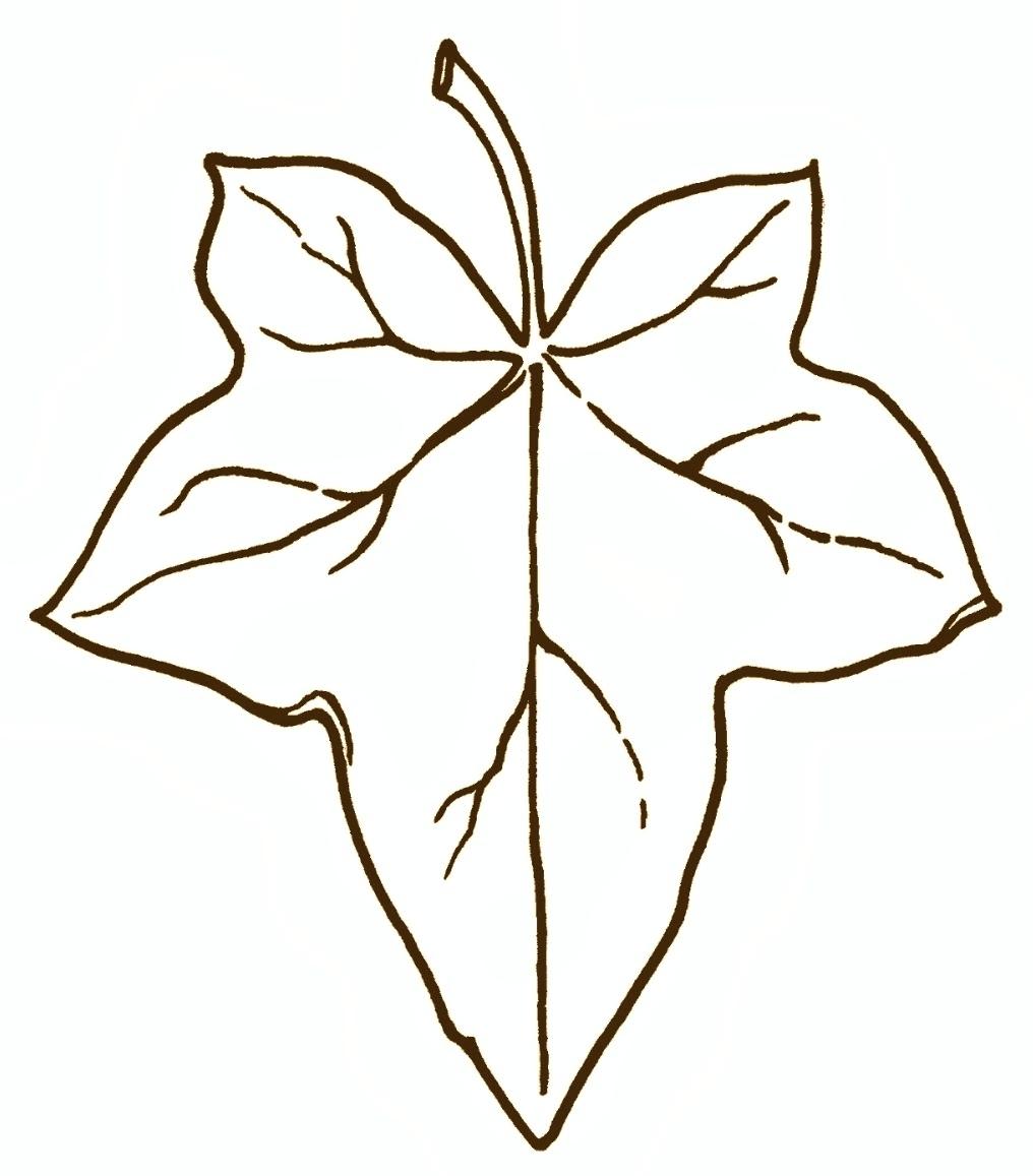 Ivy Leaf Drawing at GetDrawings Free download