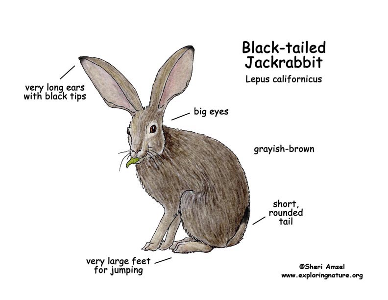 Jack Rabbit Drawing at GetDrawings | Free download