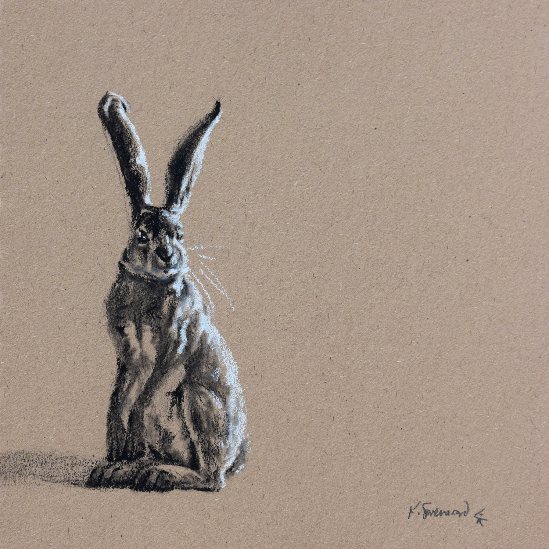 Jack Rabbit Drawing at GetDrawings Free download