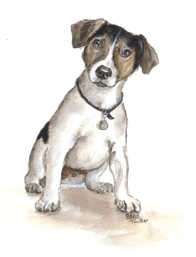 Jack Russell Terrier Drawing at GetDrawings Free download