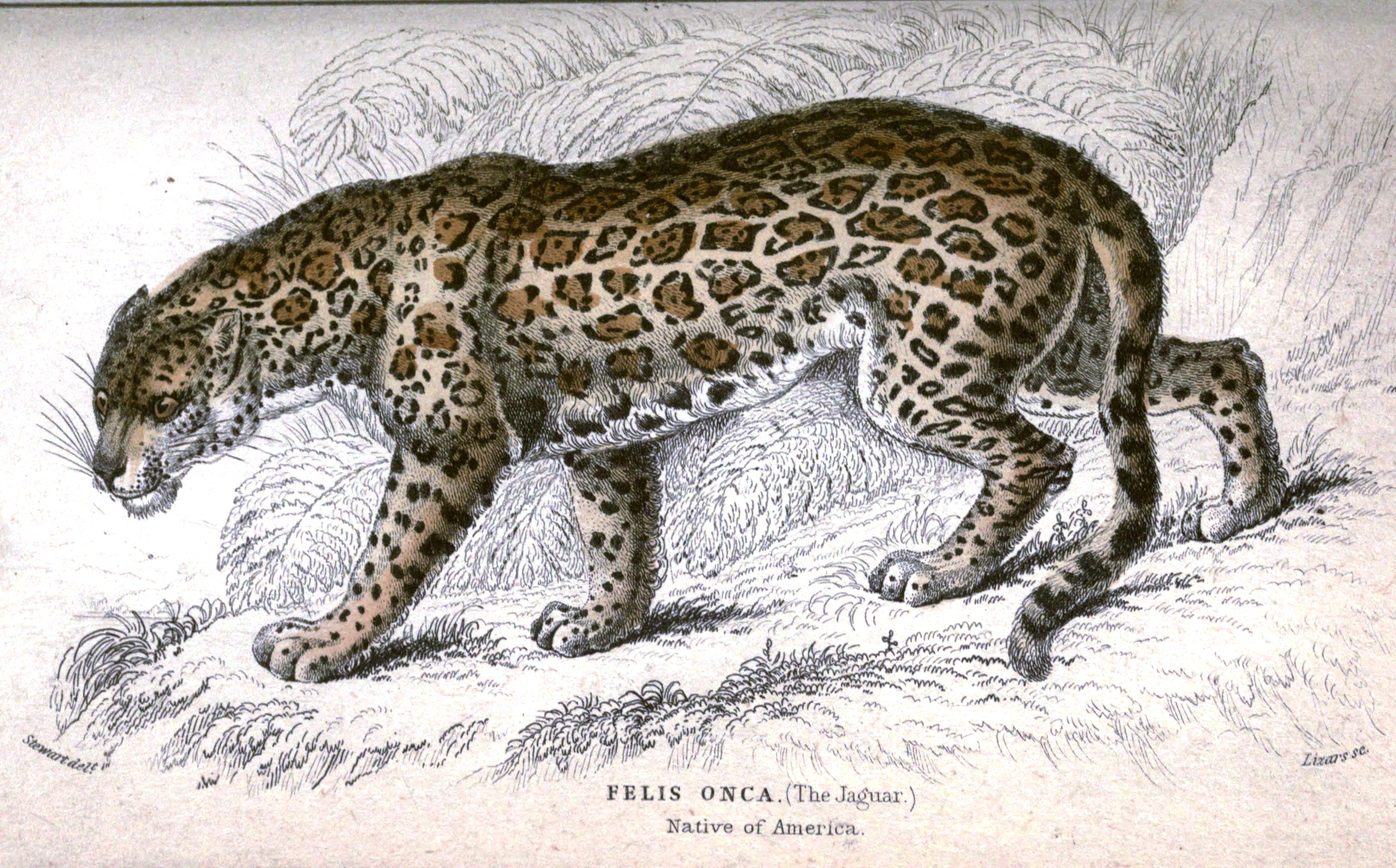 Гумилёв леопард
