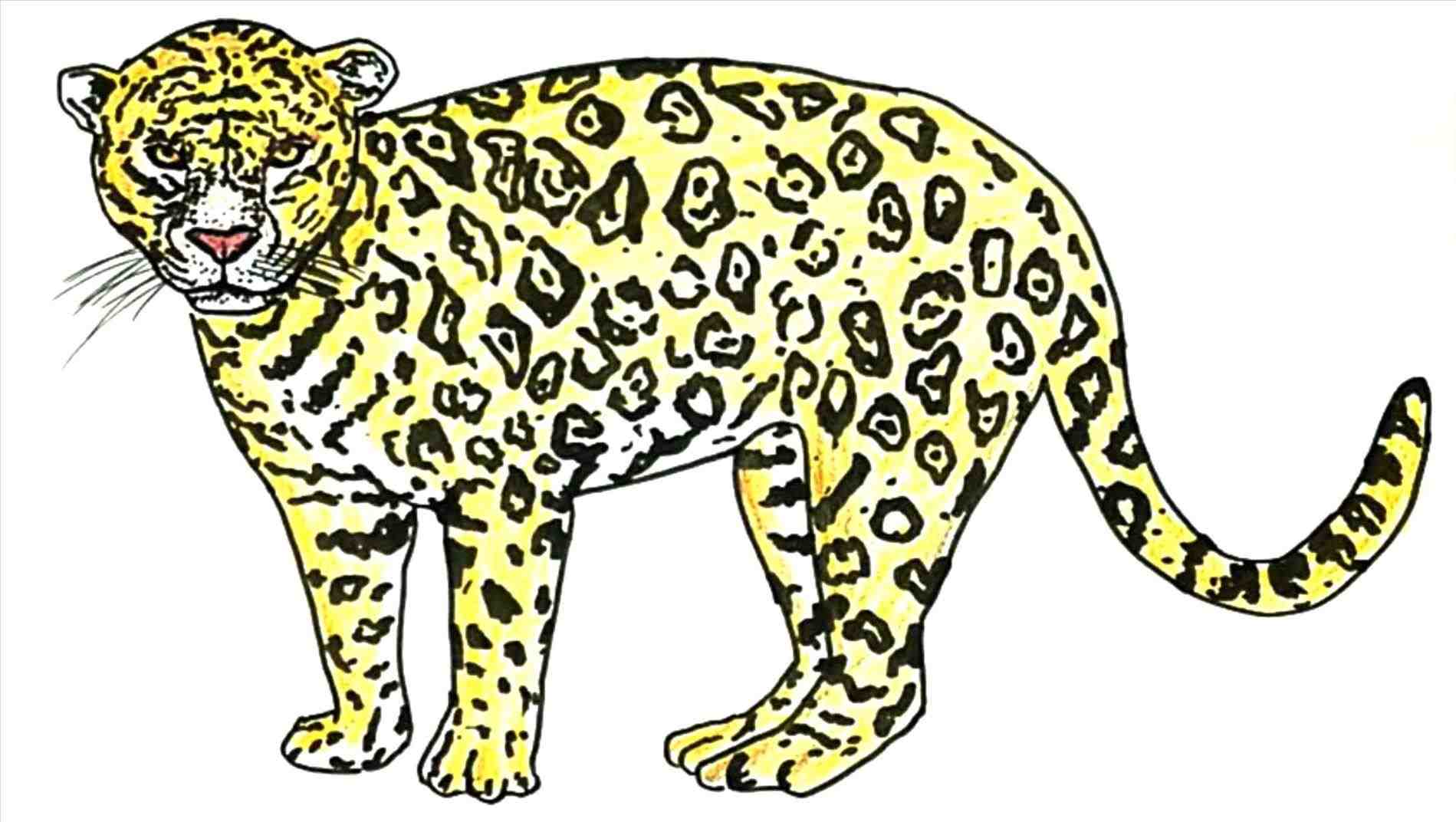 Jaguar Head Drawing at GetDrawings Free download