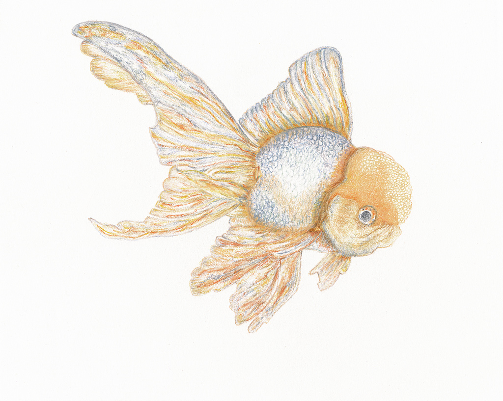 Japanese Goldfish Drawing at GetDrawings | Free download