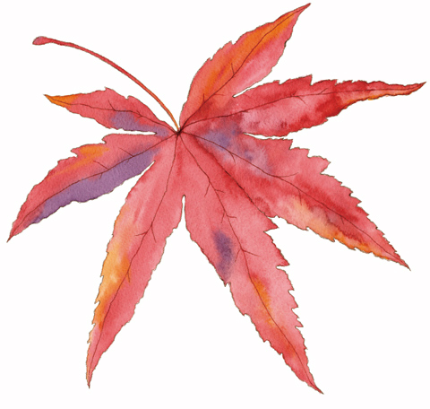 Japanese Maple Leaf Drawing at GetDrawings | Free download