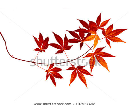 Japanese Maple Leaf Drawing at GetDrawings | Free download