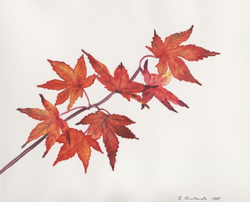 Japanese Maple Tree Drawing at GetDrawings | Free download