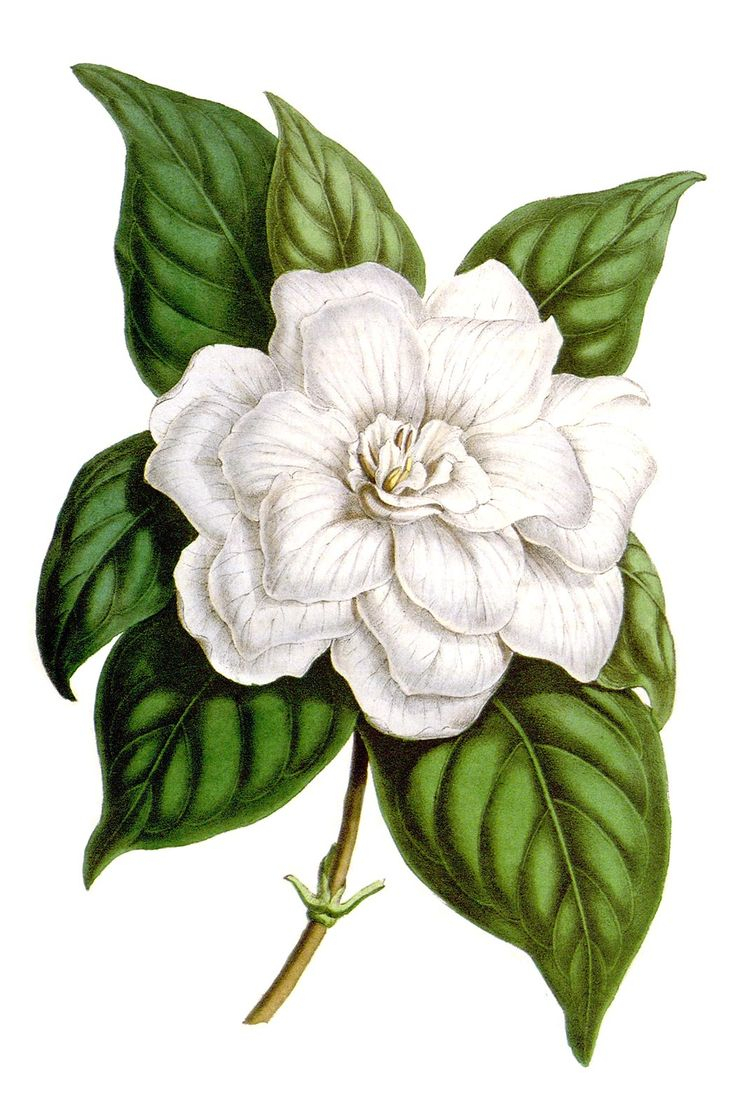 Jasmine Flower Botanical Drawing at GetDrawings Free download