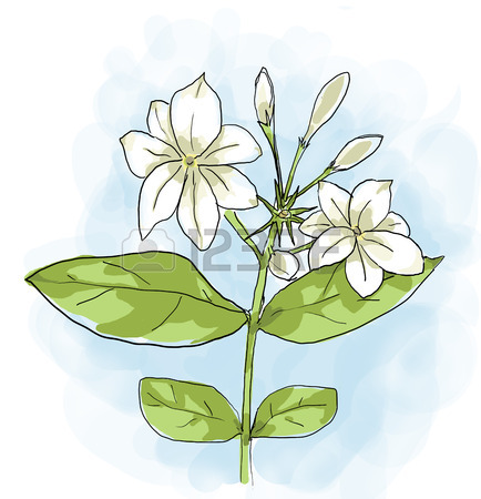 Jasmine Flower Drawing at GetDrawings | Free download