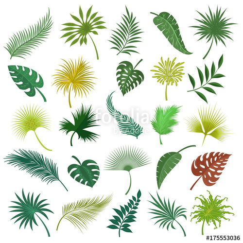 Jungle Leaf Drawing at GetDrawings | Free download