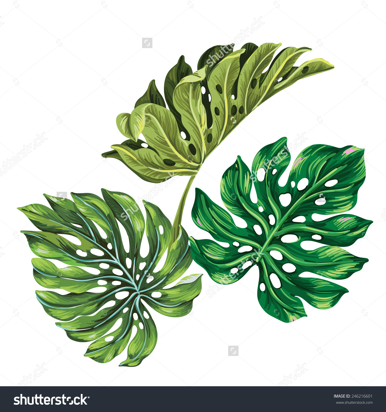 Jungle Leaf Drawing at GetDrawings Free download